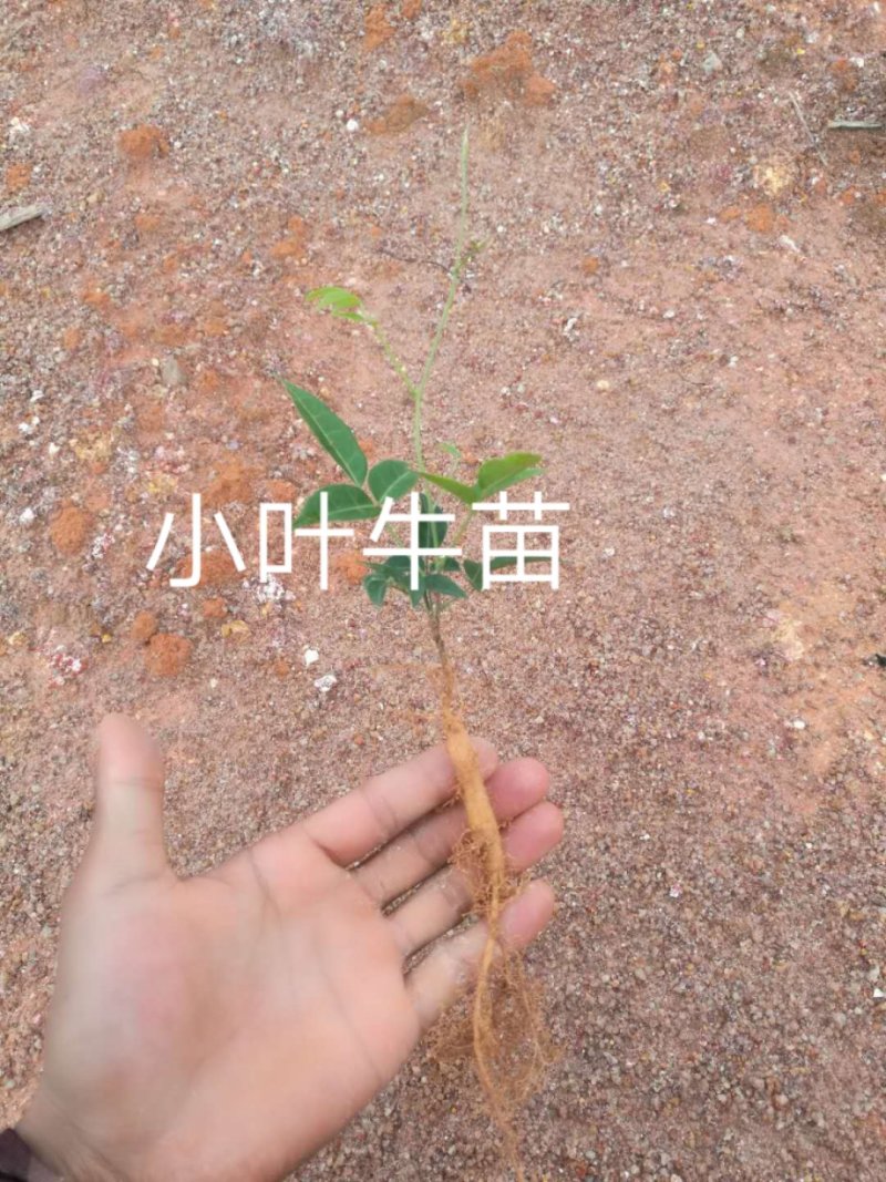 地胆头