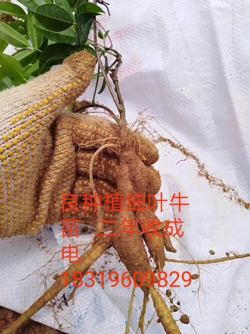 地胆头