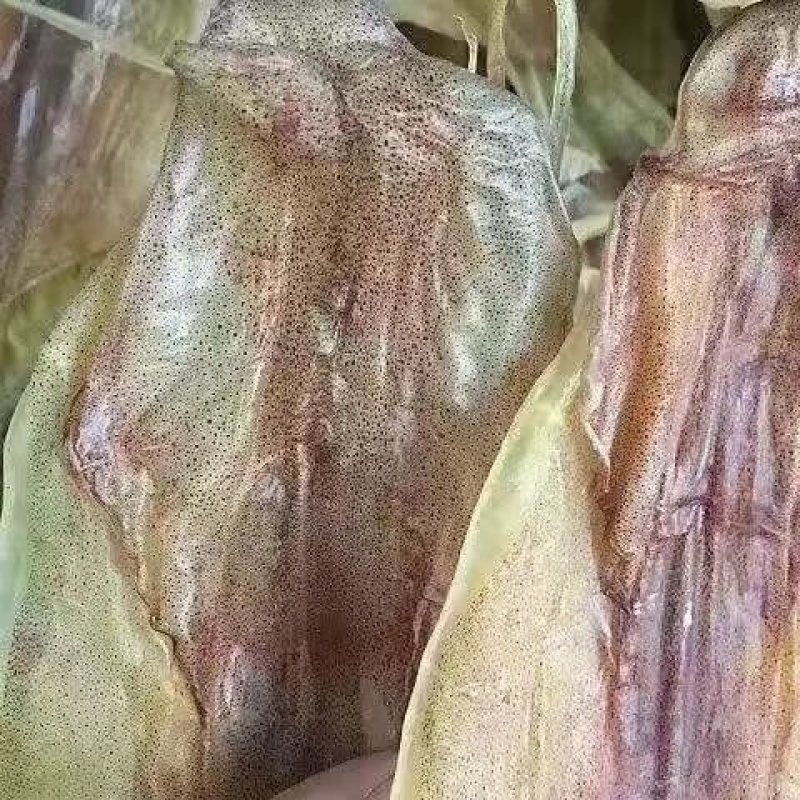 本地船魷