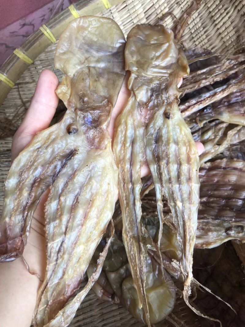 本地章鱼