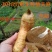 2021新鲜天麻仿野生种植乌红天麻