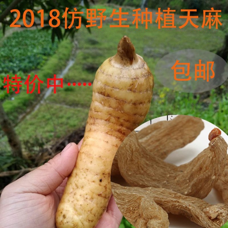 2021新鲜天麻仿野生种植乌红天麻