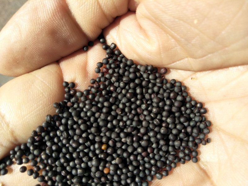 甘蓝型油菜籽