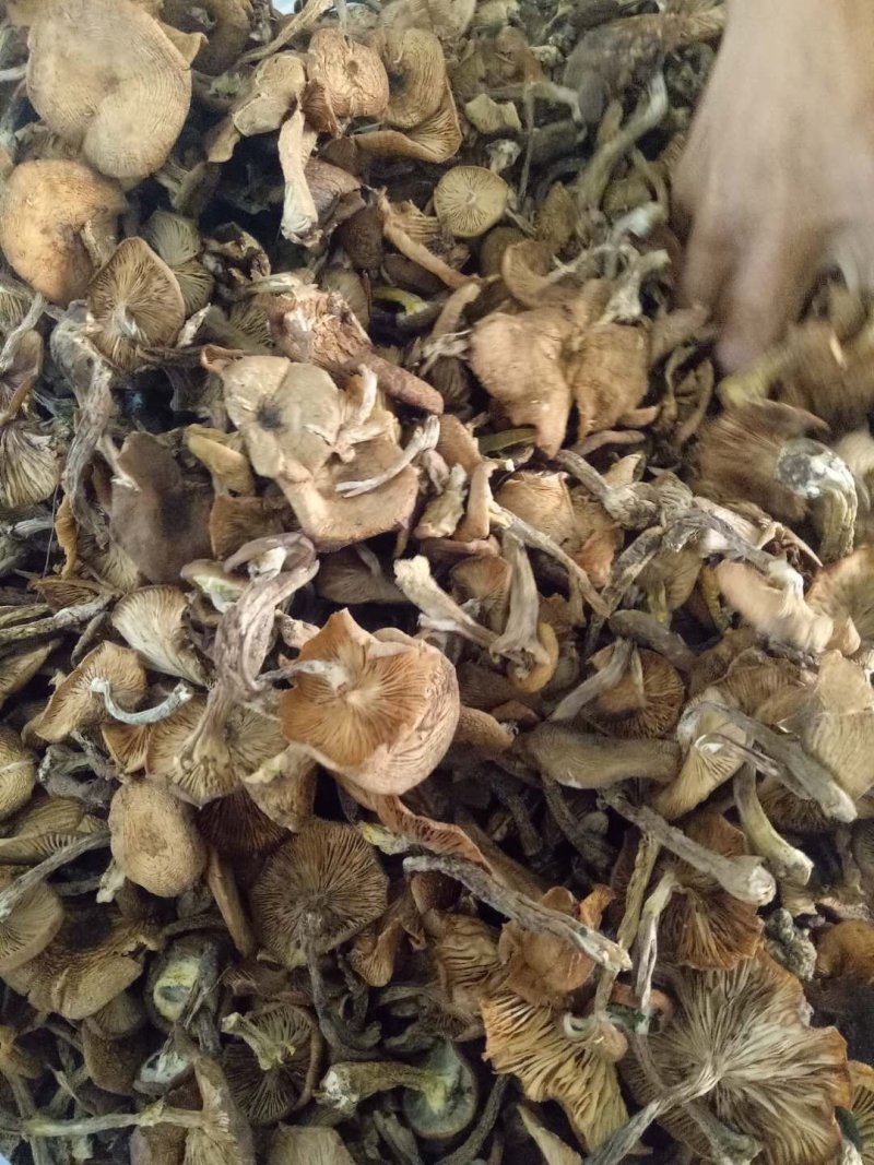 榛蘑烤干