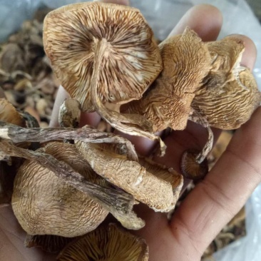 榛蘑烤干