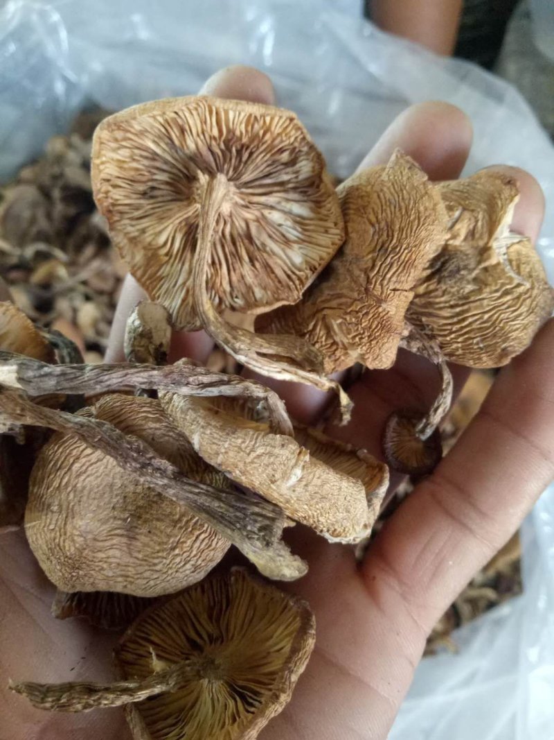 榛蘑烤干