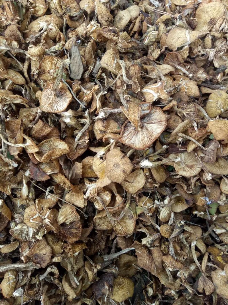榛蘑烤干