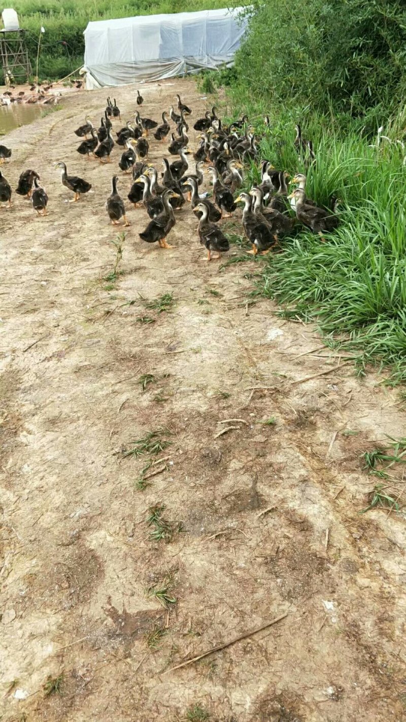 麻鸭