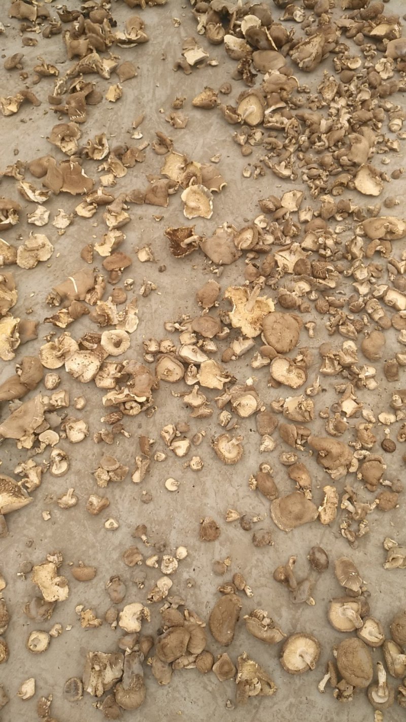 大片，光面菇