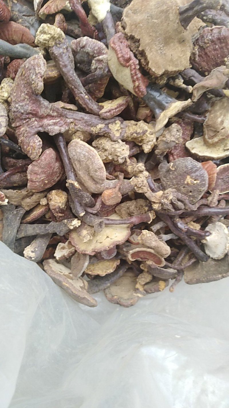 灵芝菌十斤包邮产地发货