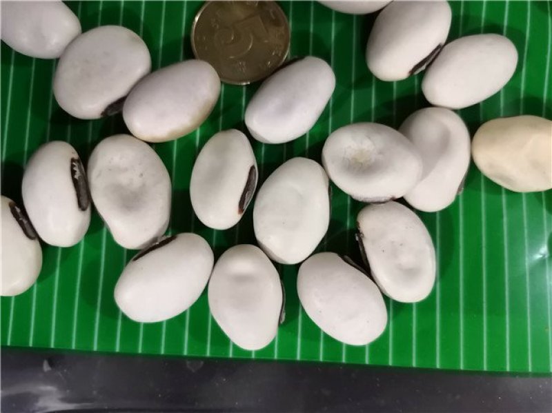 白刀豆