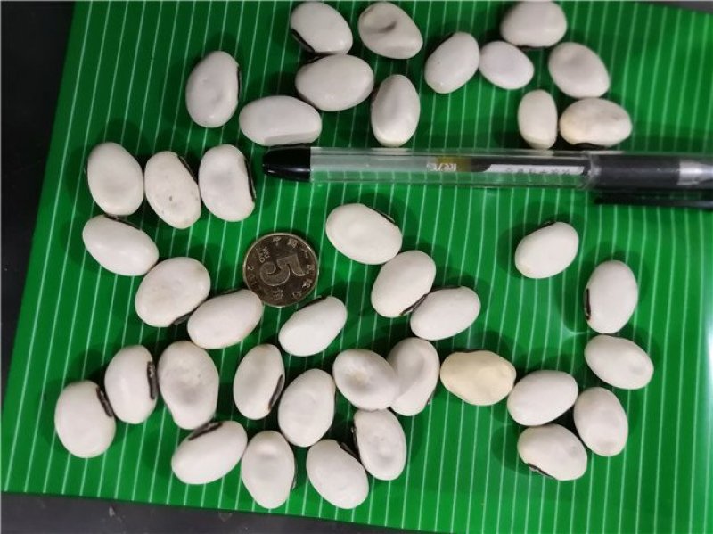 白刀豆