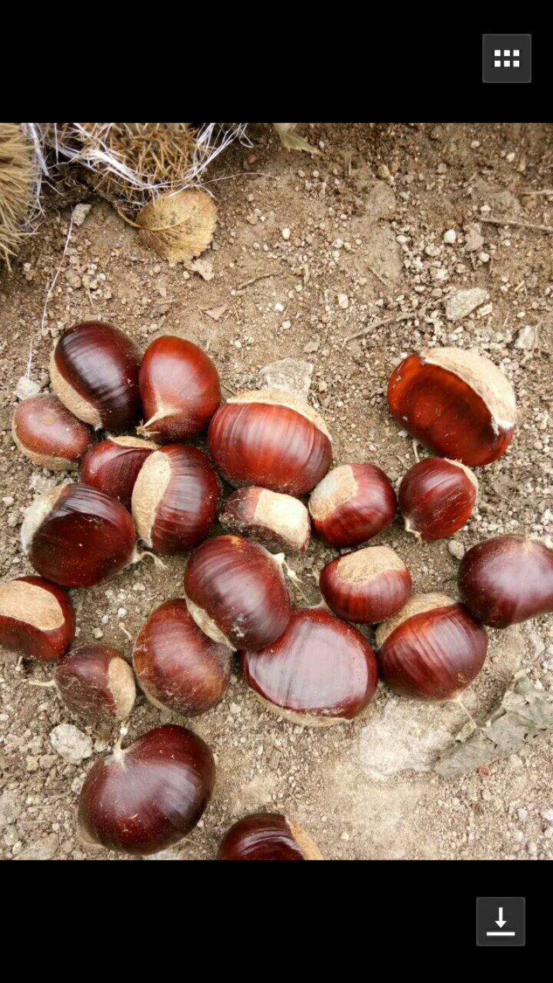 板栗