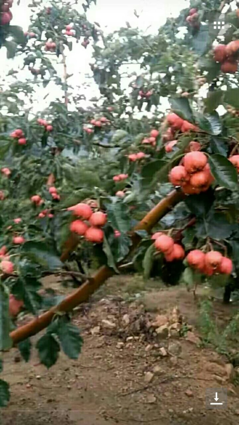 大棉球山楂