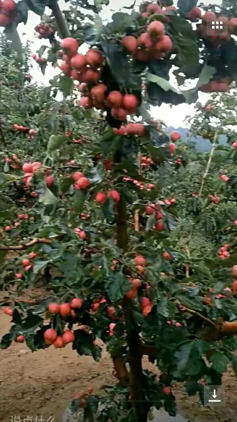 大棉球山楂