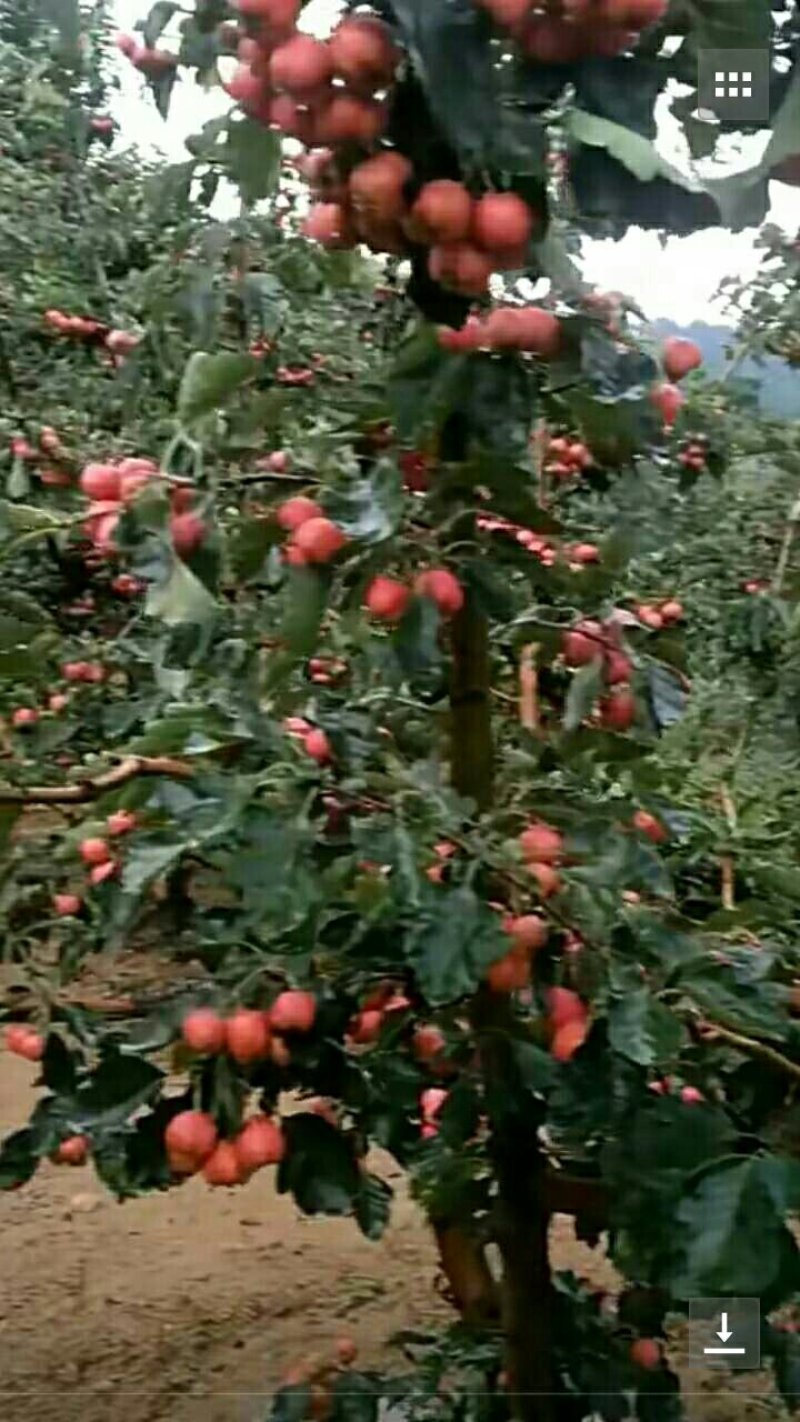 大棉球山楂