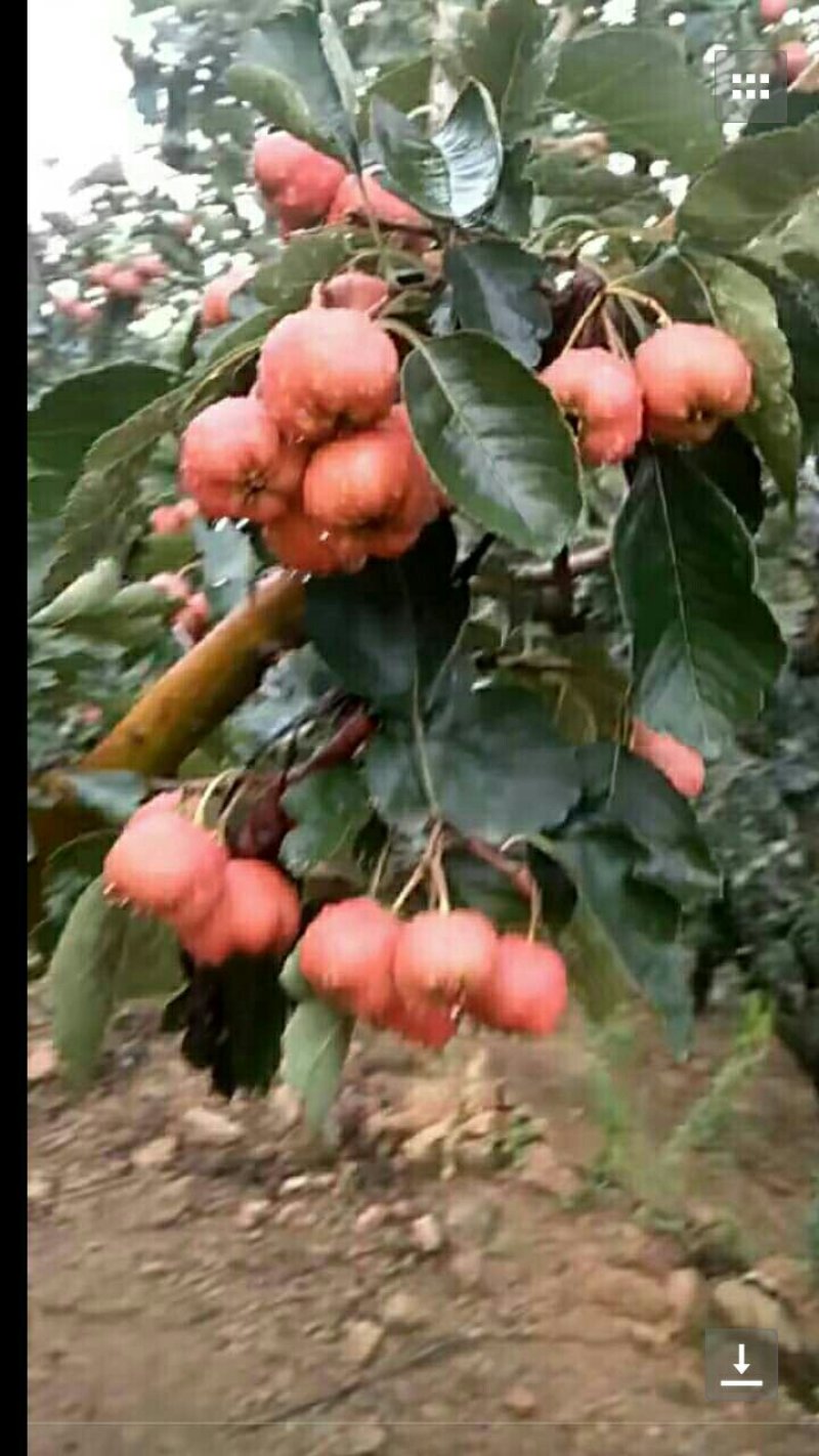 大棉球山楂