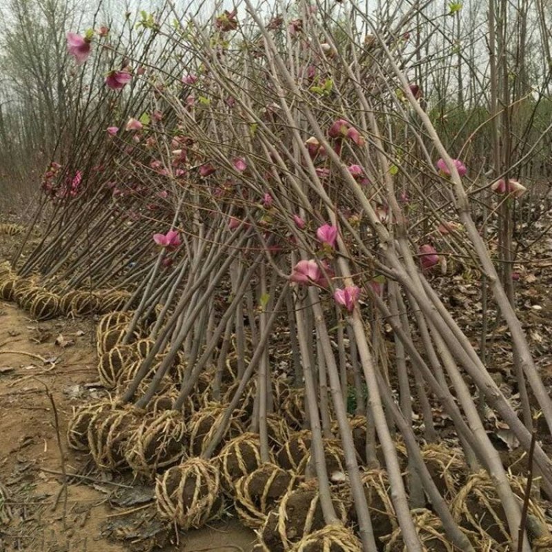 紫玉兰树苗正宗嫁接紫玉兰黄玉兰白玉兰