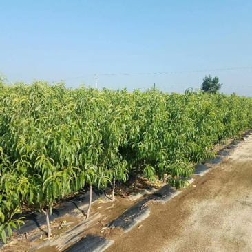 桃树苗，清地处理，一棵也是批发价格！欢迎前来选购！