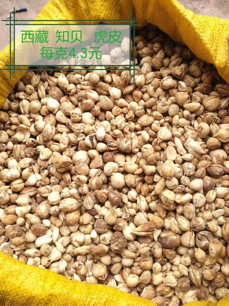 川贝母松贝