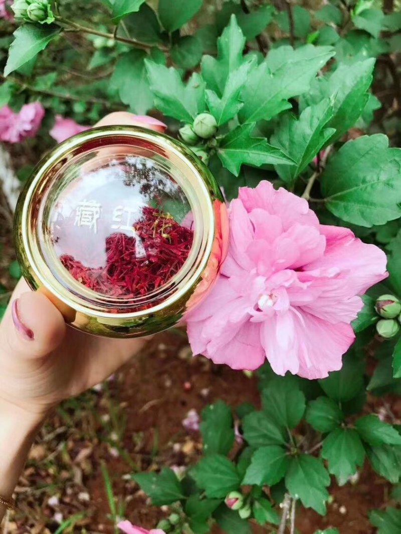 藏红花