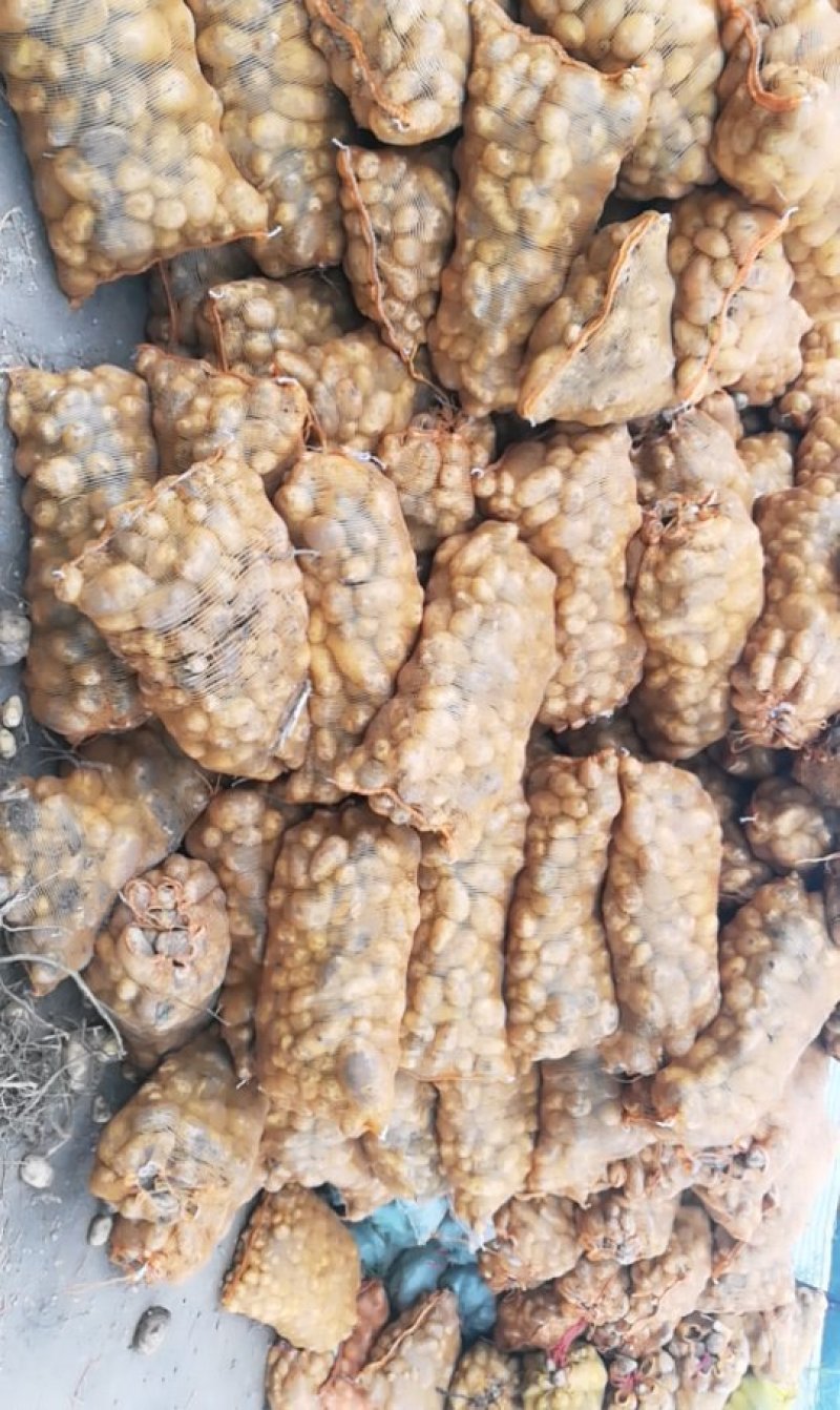 小土豆