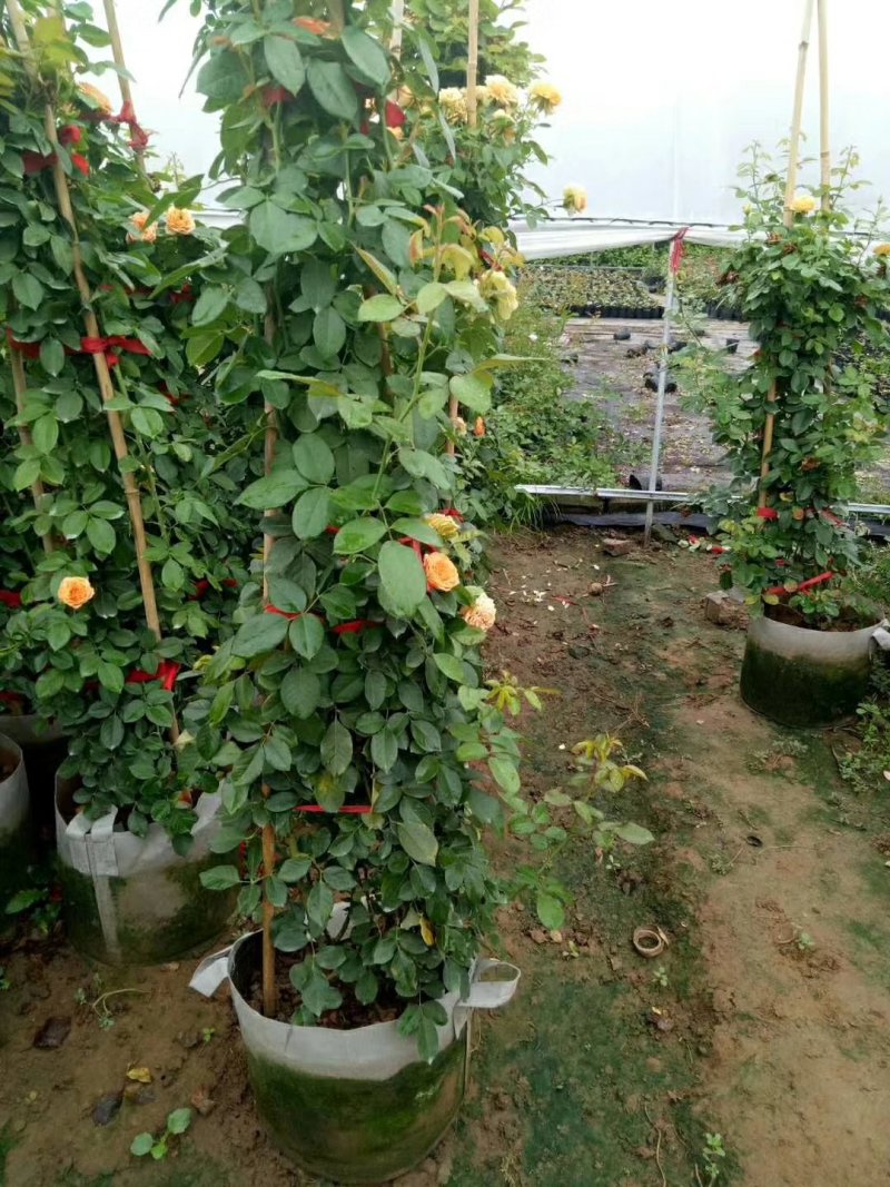 基地直销月季品种齐全