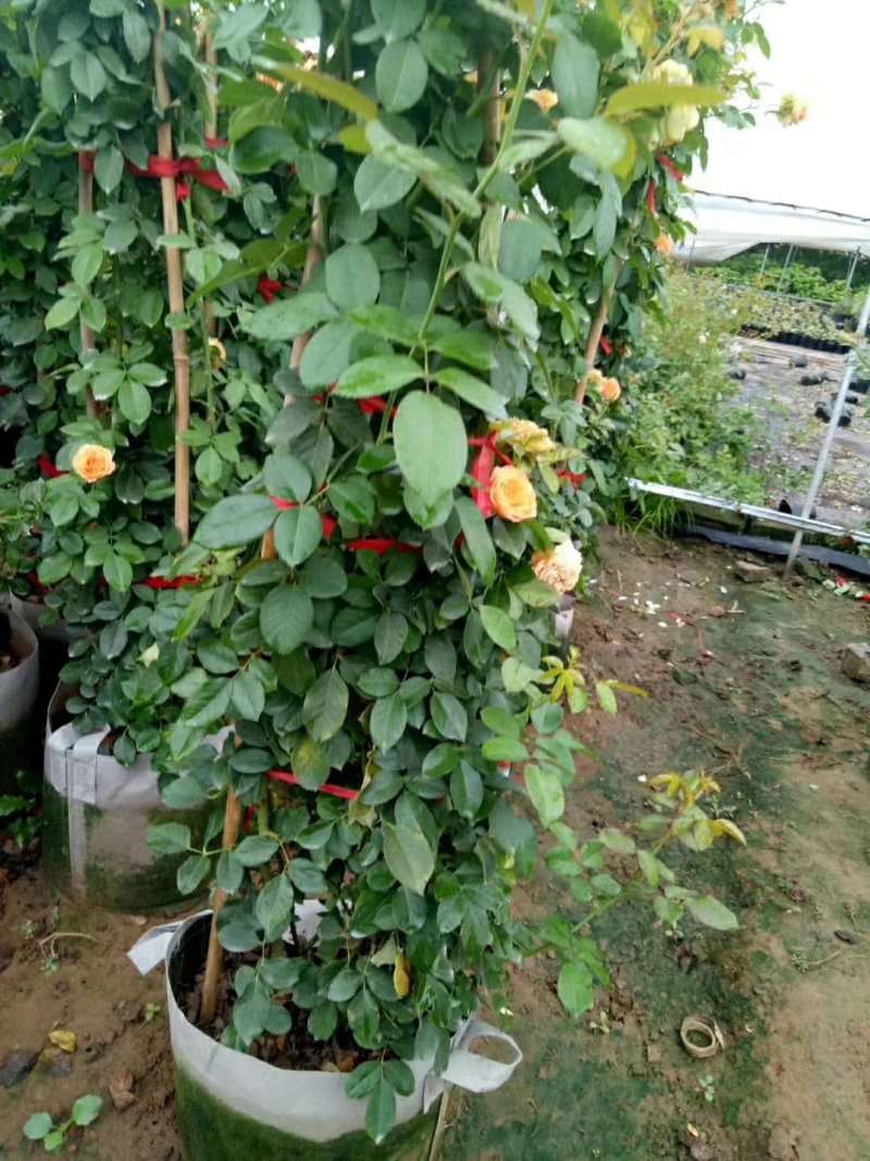 基地直销月季品种齐全