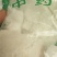 虫白蜡