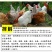 em菌液养鸡益生菌饮水保健液豆渣发酵剂酒糟养鸡圈舍除臭剂