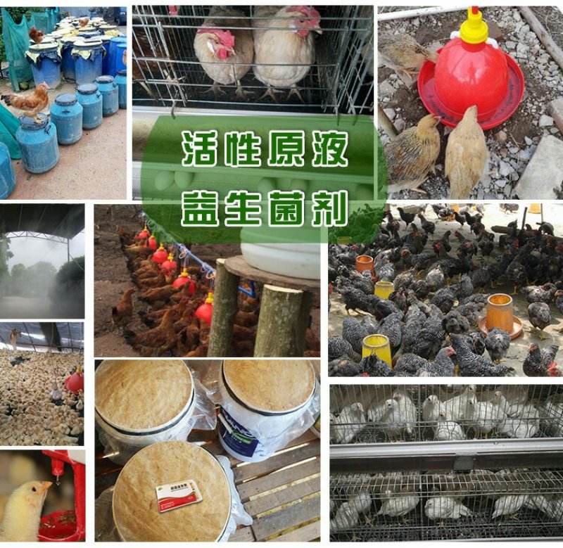 em菌液养鸡益生菌饮水保健液豆渣发酵剂酒糟养鸡圈舍除臭剂