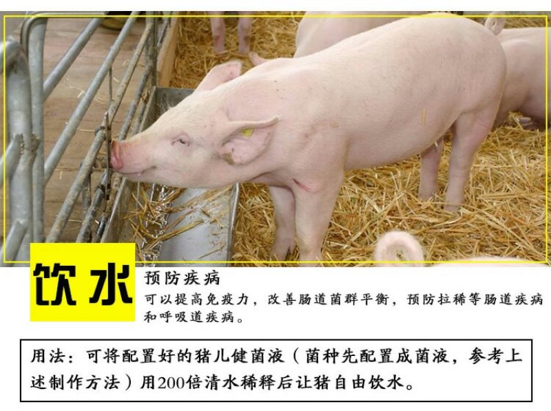养猪专用em菌种复合菌种饮水调理肠胃猪用饲料发酵剂猪儿健