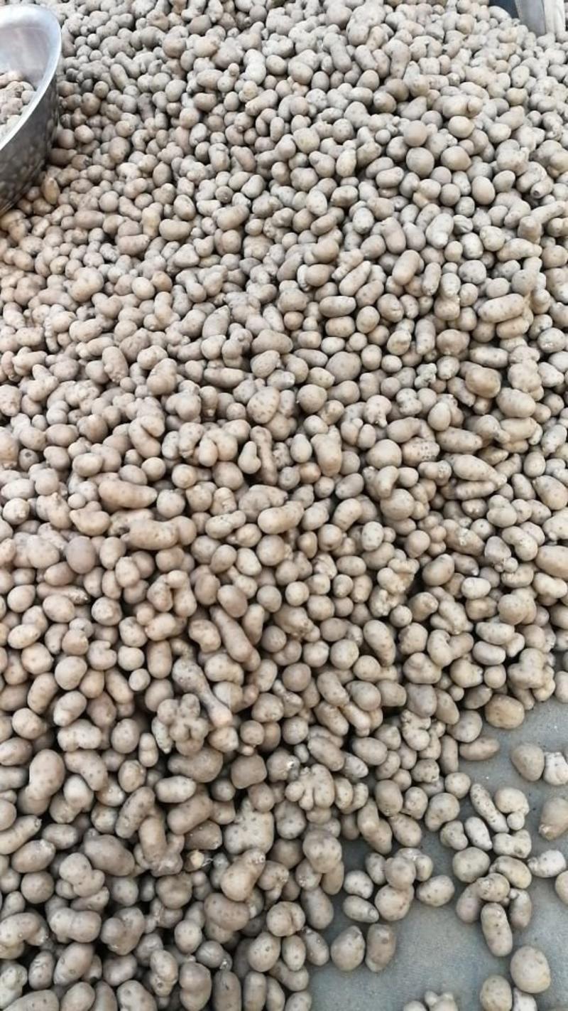 大量批发零售各种规格优质白玉山药豆，量大从优