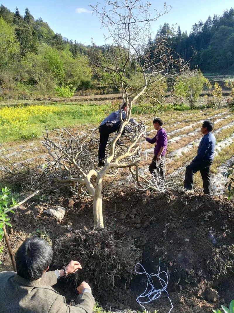 原生大红紫薇，金蛋子，红梅等等