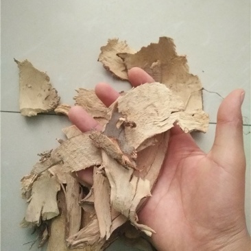 茶树根