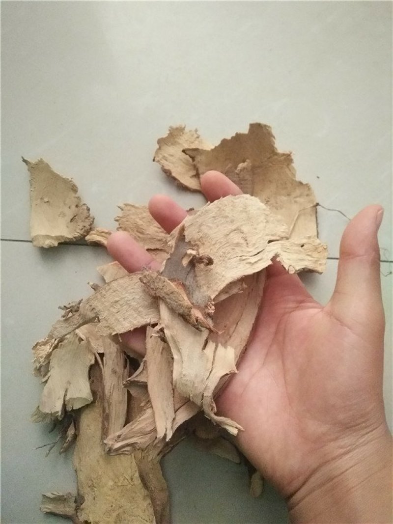 茶树根