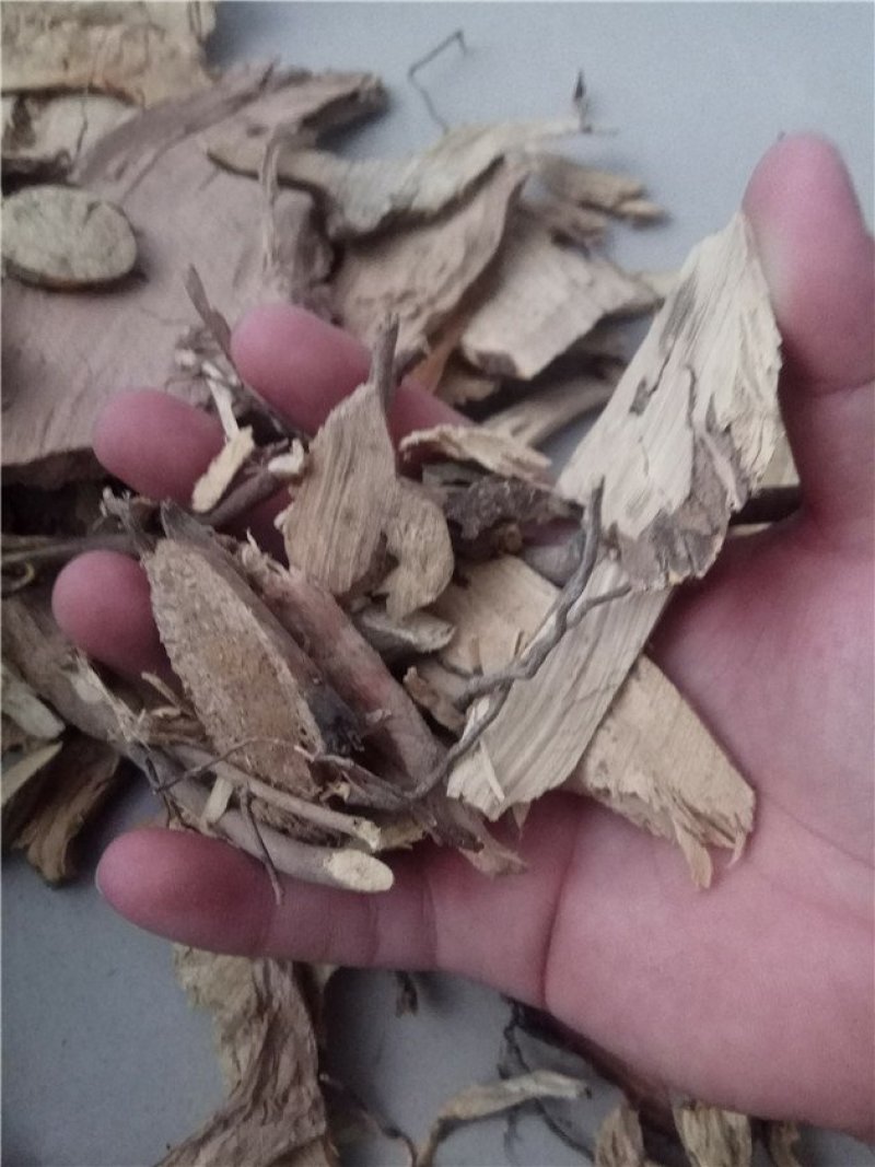 茶树根