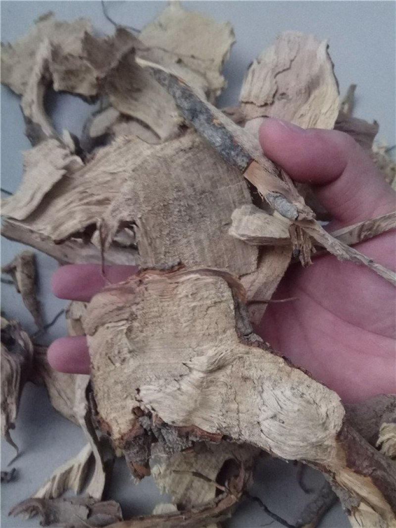茶树根