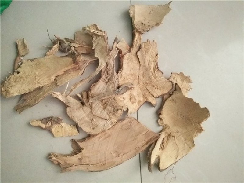 茶树根