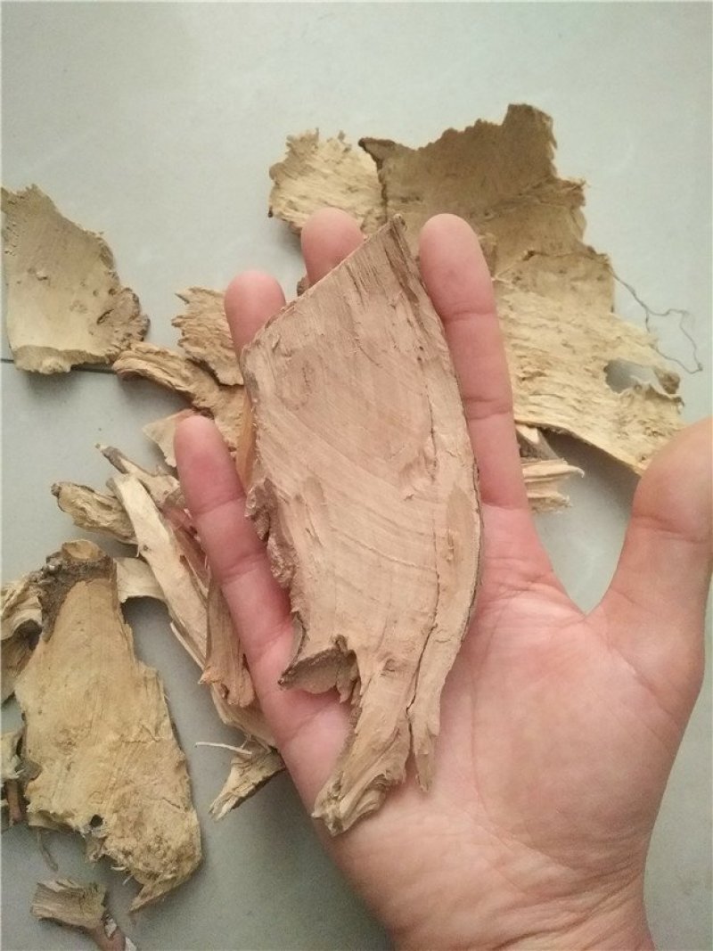 茶树根
