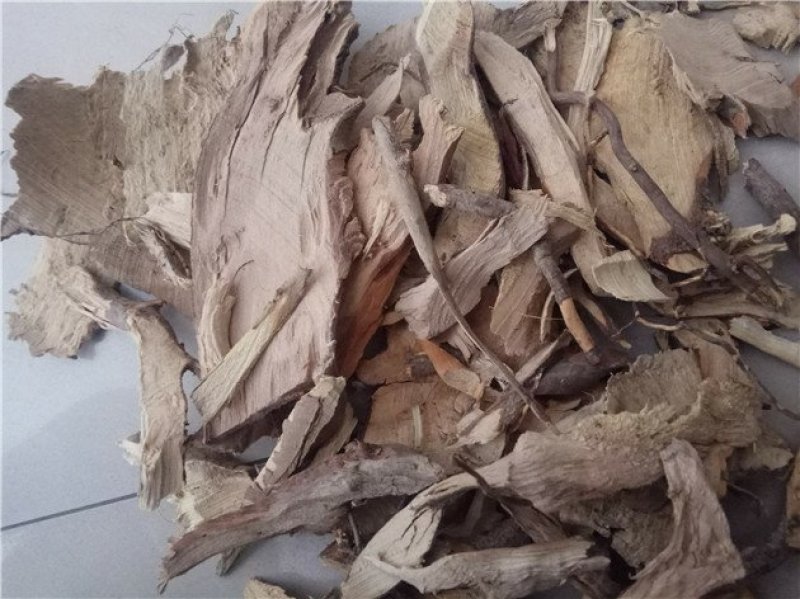 茶树根