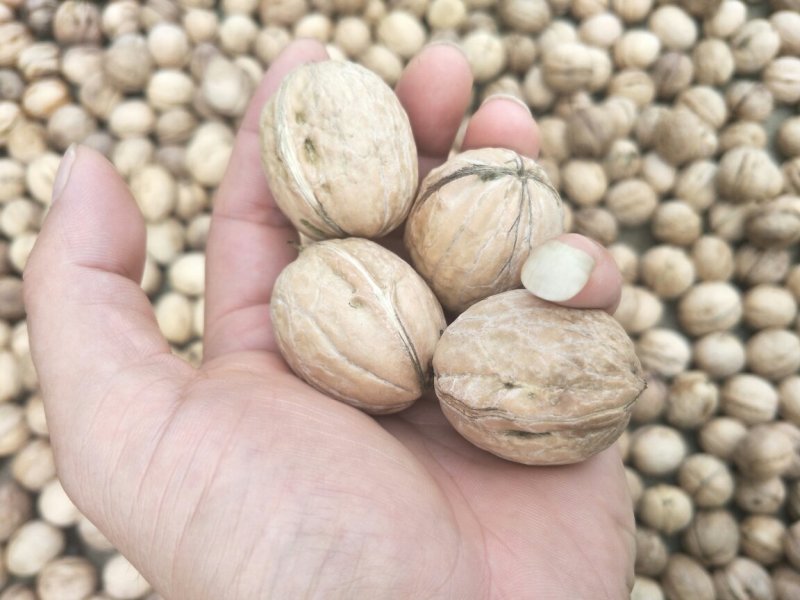 红皮花椒薄皮核桃