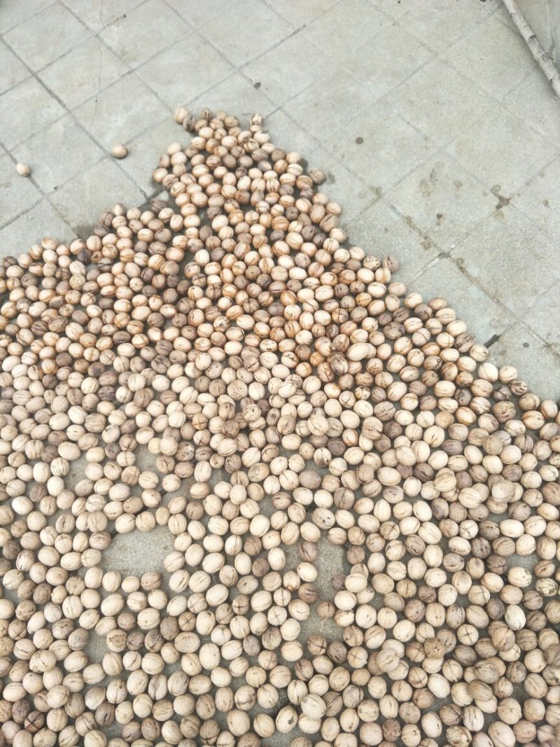 红皮花椒薄皮核桃