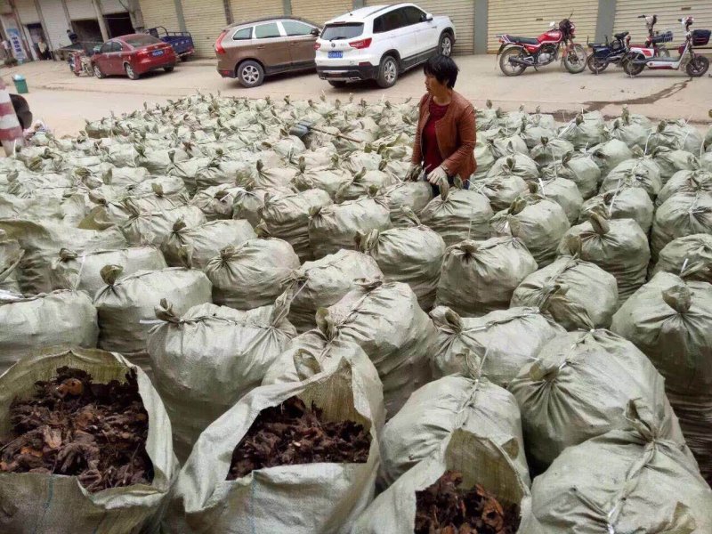 优质白芍芽子，刚刨的成活率高
