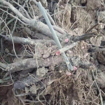 优质白芍芽子，刚刨的成活率高