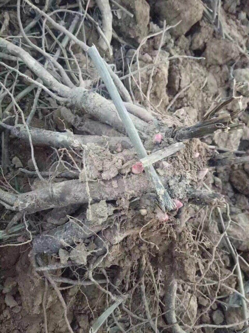 优质白芍芽子，刚刨的成活率高