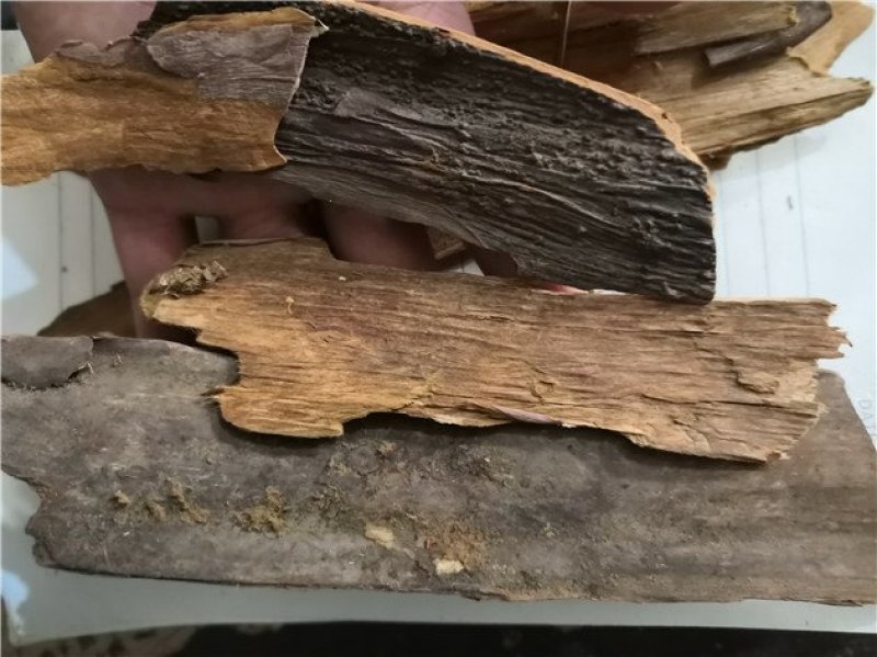 红豆杉皮65一斤