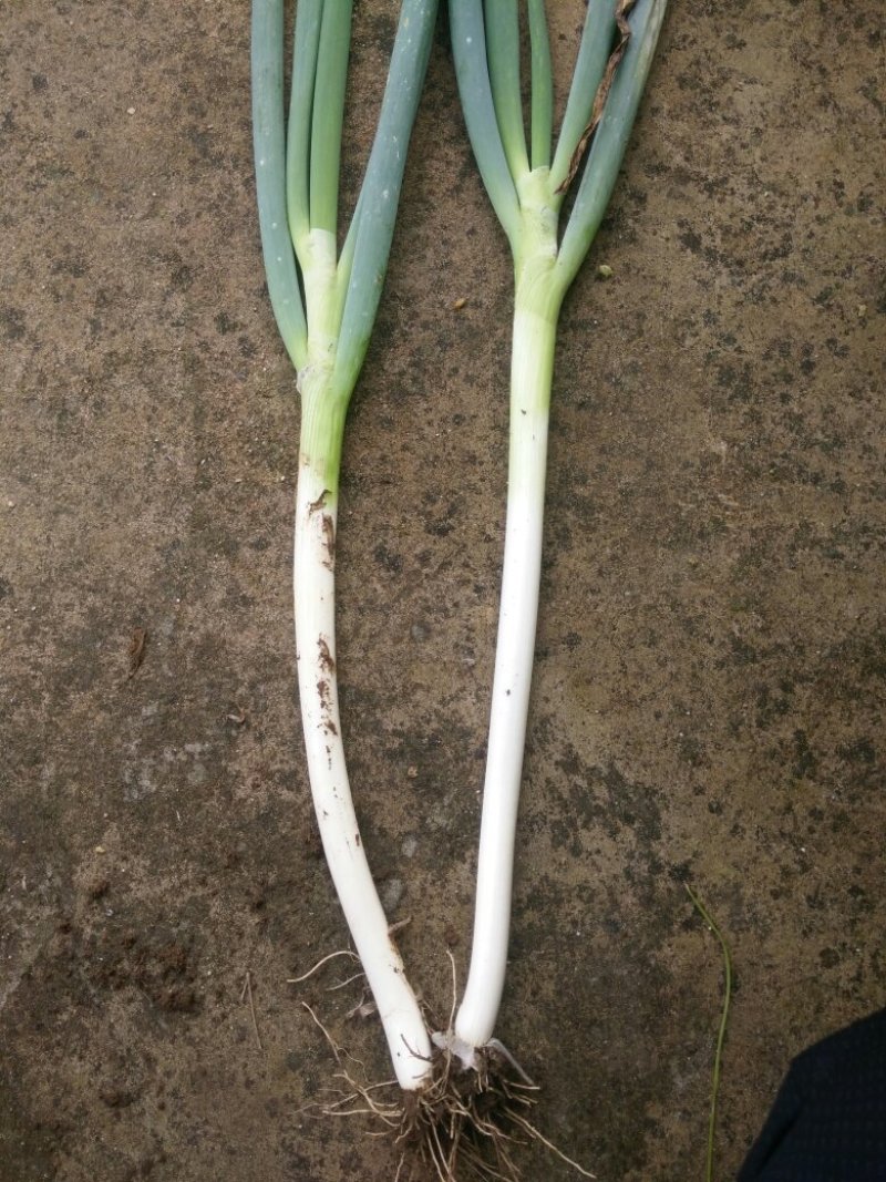 长白大葱
