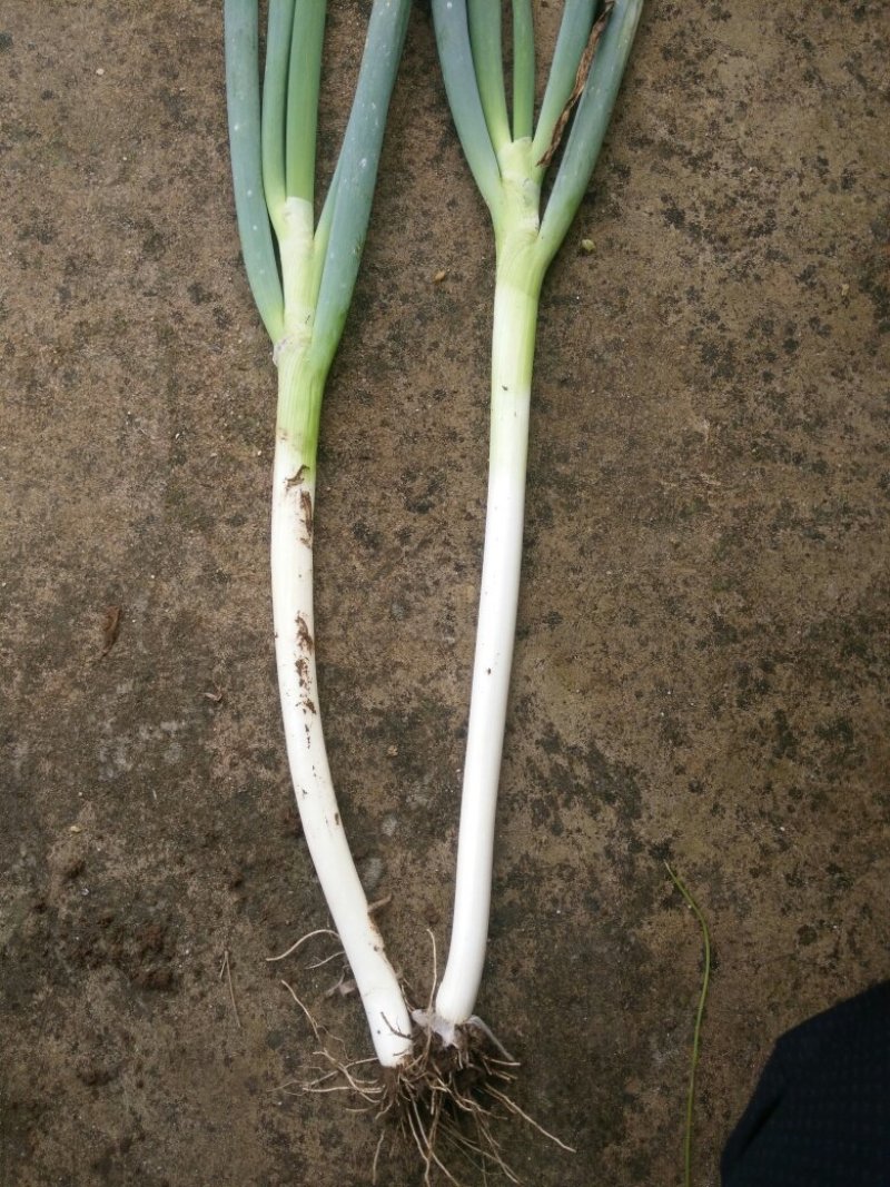 长白大葱