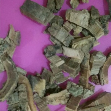 白杨皮中药材